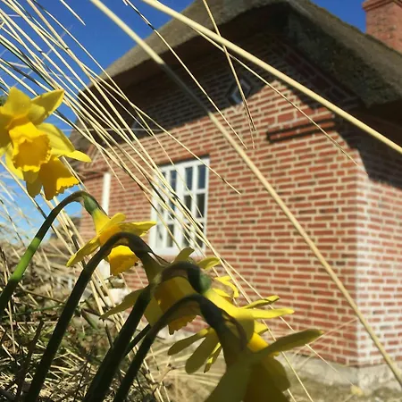 Thatched House In The First Row By The North Sea *
